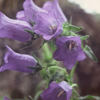 Campanula Speciosa - Cliquez sur l'icone pour agrandir