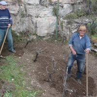 Vigne : entretien après l'hiver - Cliquez sur l'icone pour agrandir