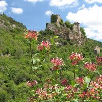 Village de Montméjean et Chèvrefeuille - Cliquez sur l'icone pour agrandir