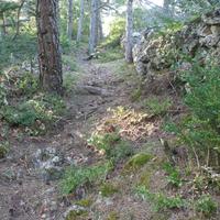 Dans la forêt du Causse Noir - Cliquez sur l'icone pour agrandir