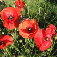 Les coquelicots - Cliquez sur l'icone pour agrandir