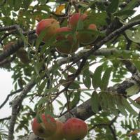 Les cormes du cormier - Cliquez sur l'icone pour agrandir