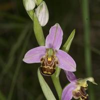 Orchidées - Cliquez sur l'icone pour agrandir